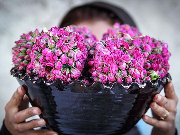 گلابگیری کاشان گلابگیری کاشان