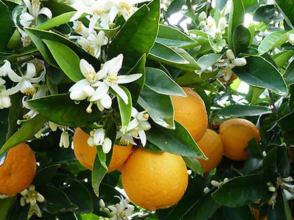 بهار نارنجی بهار نارنجی