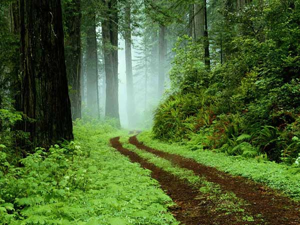 جنگلهای حاشیه دریای خزر جنگلهای حاشیه دریای خزر